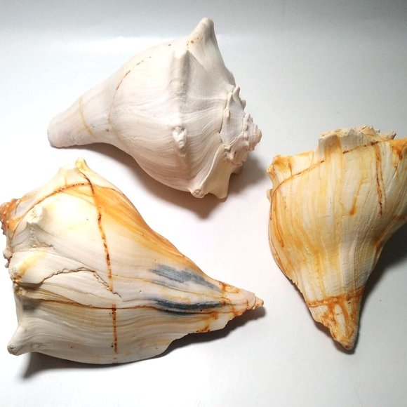 3 x Conch Seashells East Coast Beach Sea Shells Nautical Décor Lightning Whelk - Picture 9 of 9